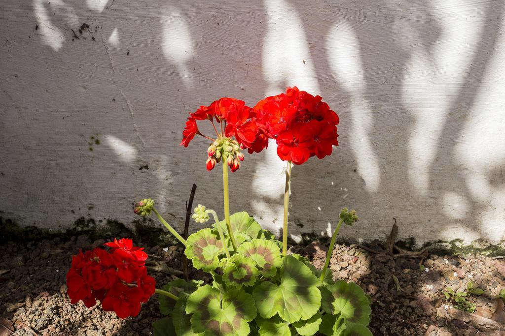 Family House Garden Βίλα Πόντα Ντελγκάντα Δωμάτιο φωτογραφία